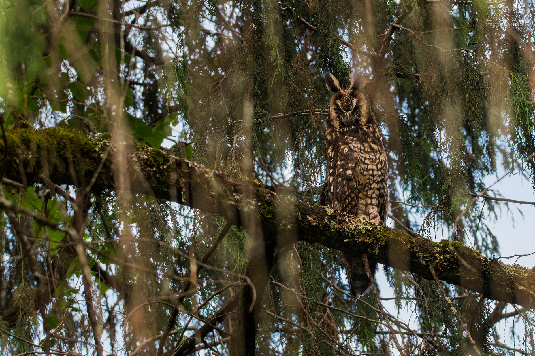 Bale Mountains - Dinsho - Abyssinian owl The Abyssinian owl or African long-eared owl (Asio abyssinicus abyssinicus) is a medium-sized nocturnal owl that lives in the highlands (up to 3900 meters) in Ethiopia and northern Kenya. Stefan Cruysberghs